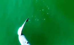 YouTuber, Büyük Beyaz Köpekbalığının Doğum Anını İlk Kez Görüntüleyebilir