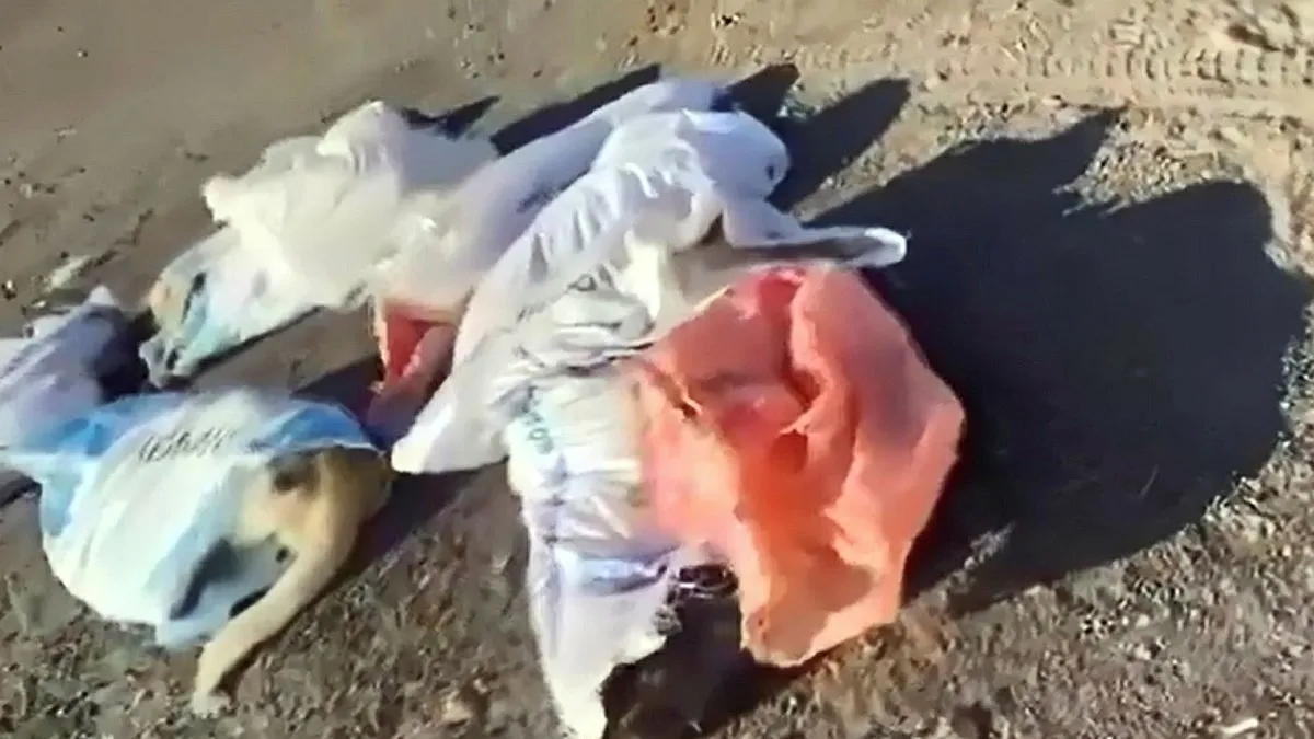 Edirne’de çuvalda 15 köpek ölü bulunmuştu: 4 şüpheli gözaltında