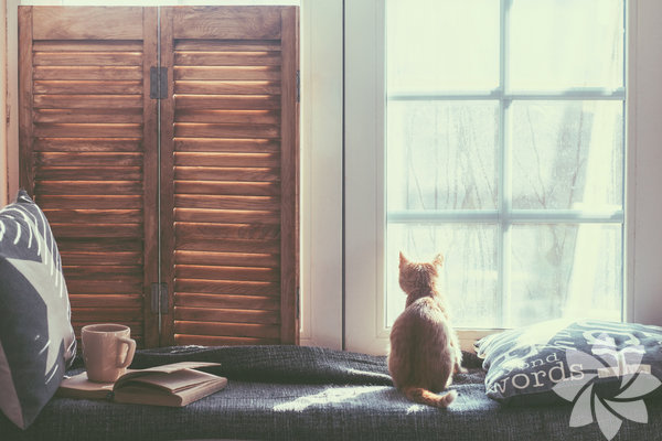 Soğuk havalarda sokak hayvanları için ne yapılabilir?